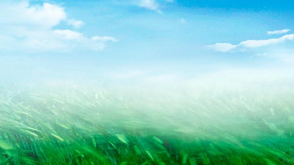 поле травы на ветру