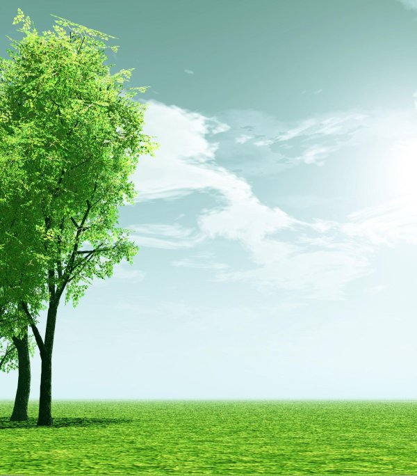 дерево зеленое