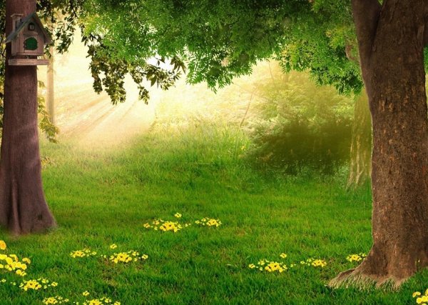 сказочная поляна в лесу