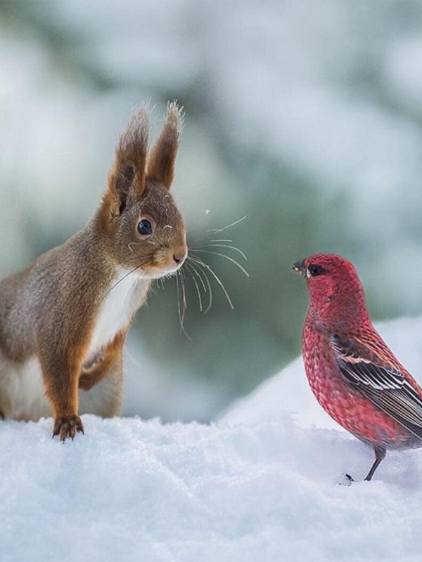 животные зимние