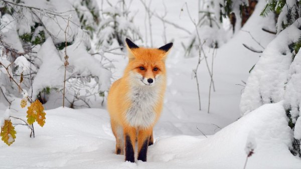лиса на снегу