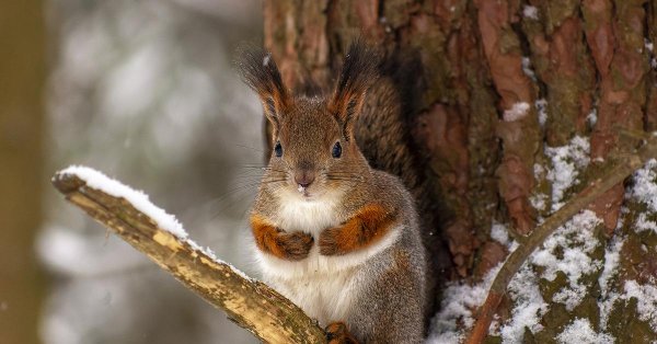 зимние животные