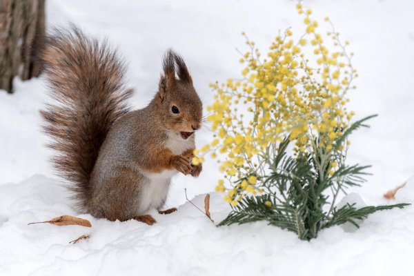 животные весна