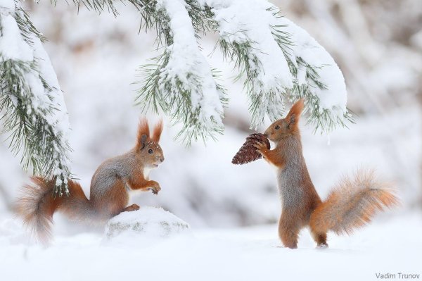 белочки вадим трунов