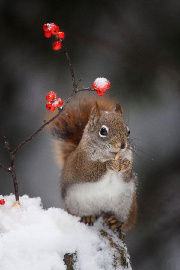 белочка зимой