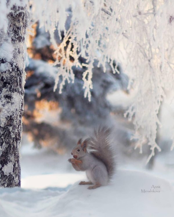 белочка зимой