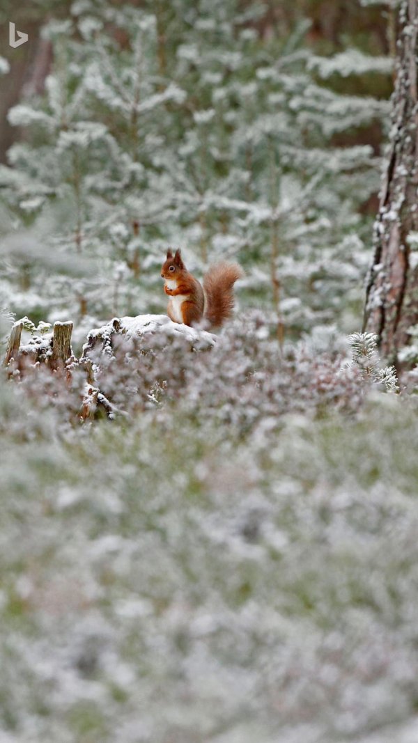 зима животные