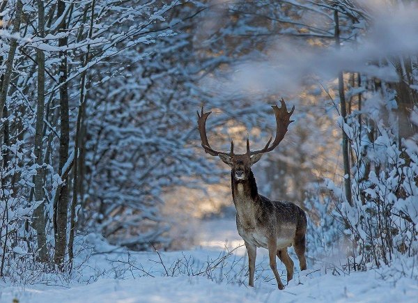 северный олень хмао югры