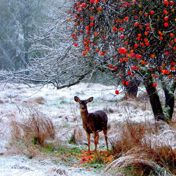 Февраль природа с животными