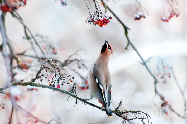 снегирь свиристель щур