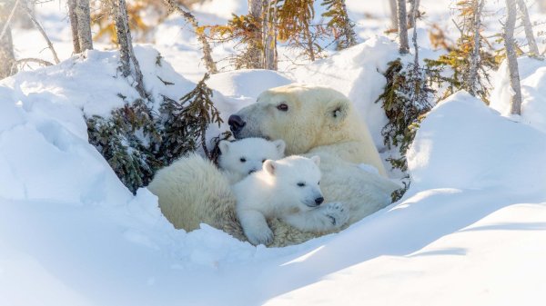 белая медведь