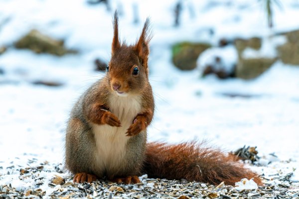 белка обыкновенная векша