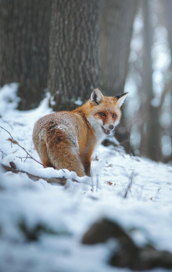 лиса зима