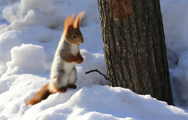 белки зимой