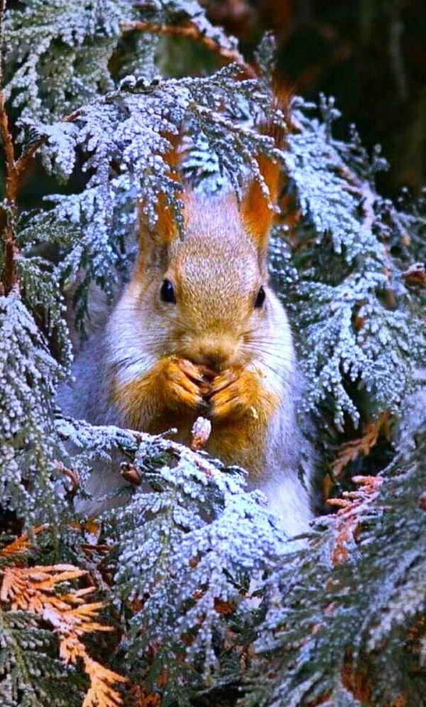 животные зимние