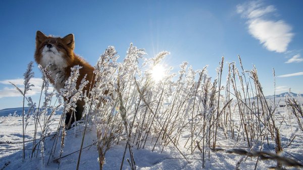 лиса чукотка