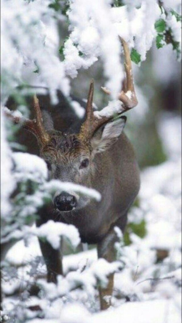whitetail deer