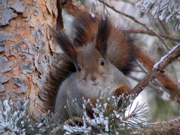 белка алтайская телеутка