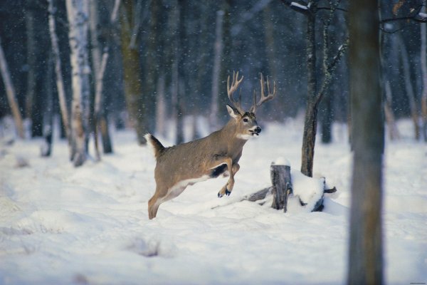 Февраль природа с животными