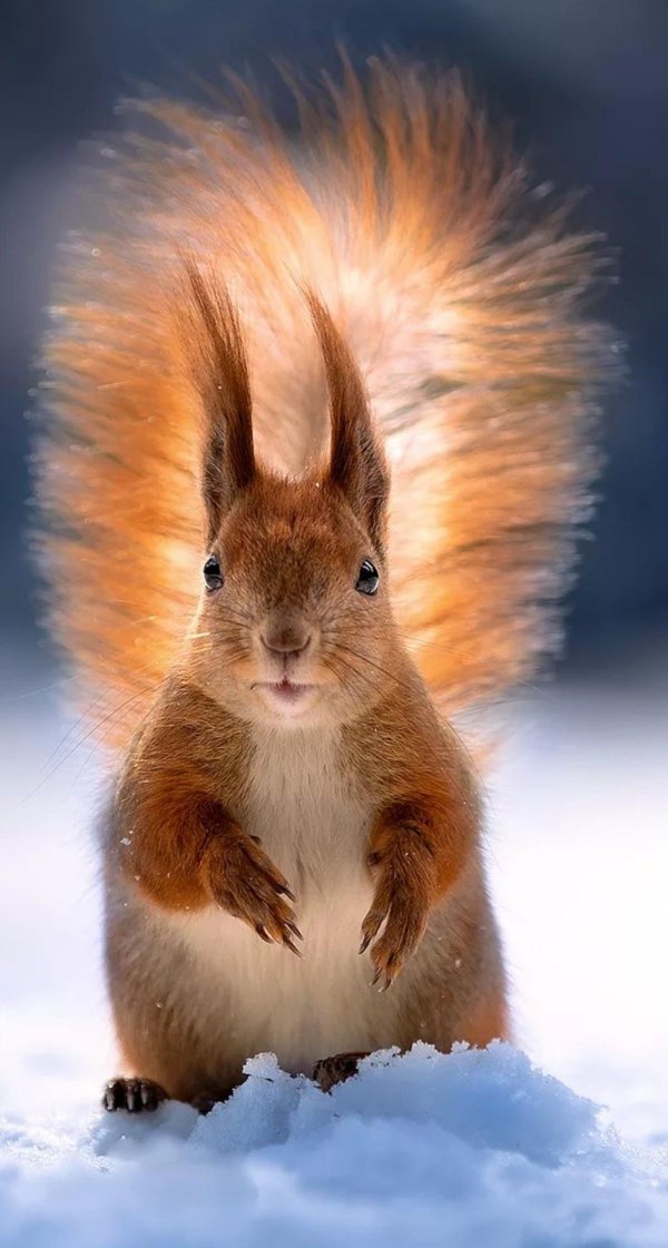 красивые белки