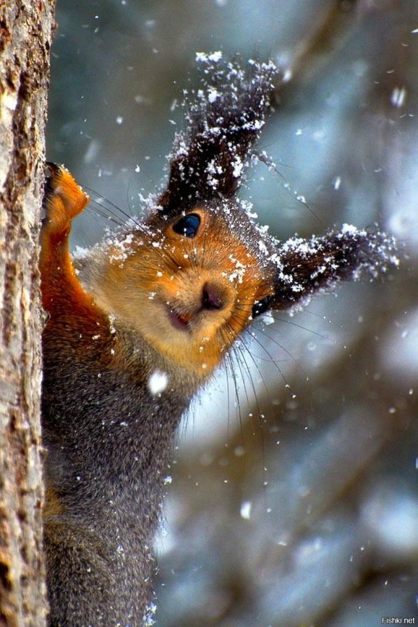 зимние белки