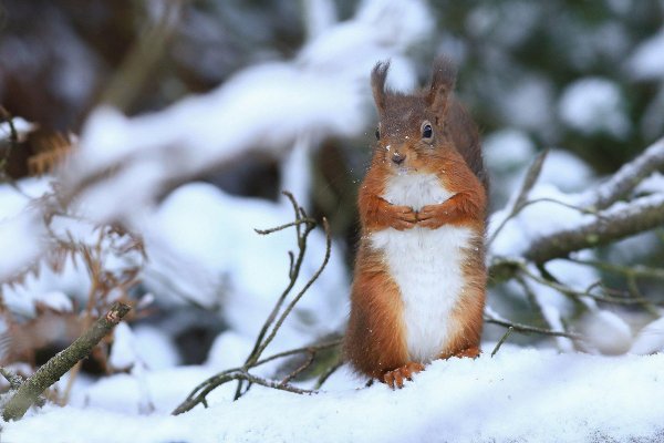 зима животные