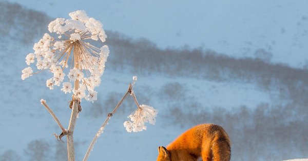 лиса зимняя