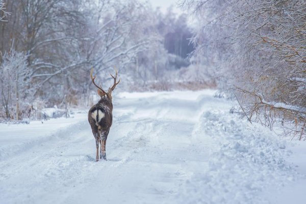 пятнистый олень лосиный остров