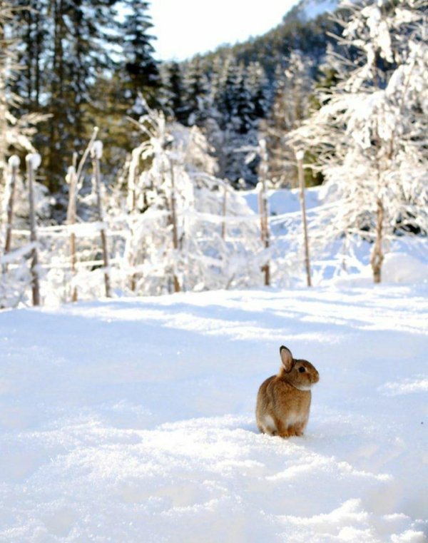 зайцы зимой
