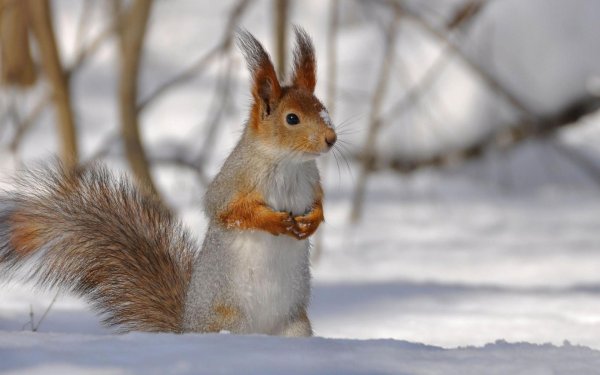 белки зимой
