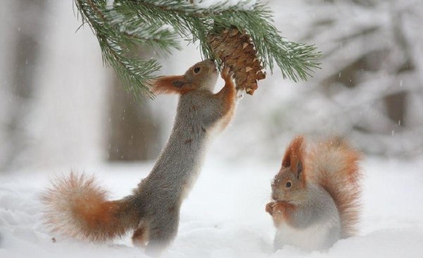 белочки вадим трунов