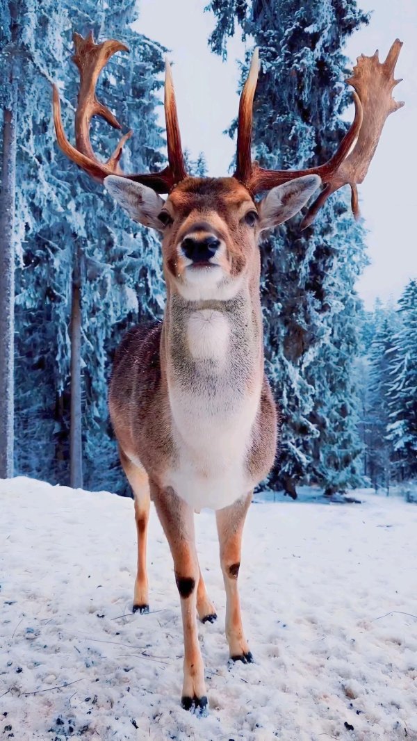 красивые олени