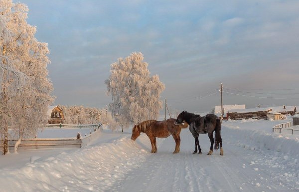 морозное утро сибирская деревня