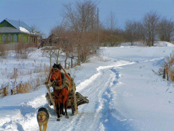лошадь с санями