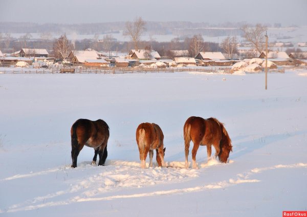 порода лошадей мезенка