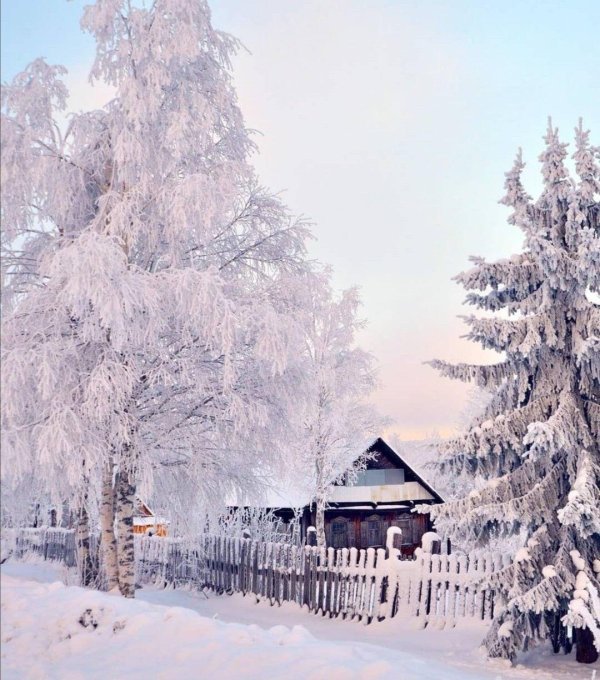 белая берëза под моим окном