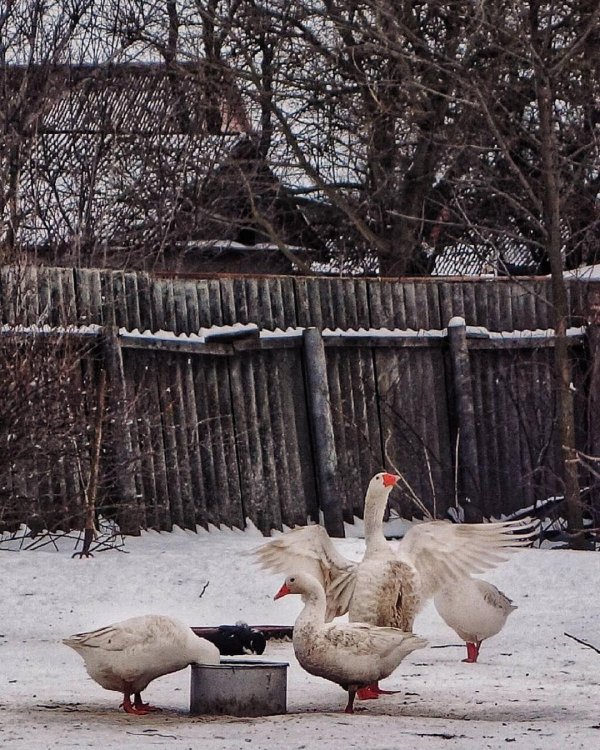 пейзаж деревенский