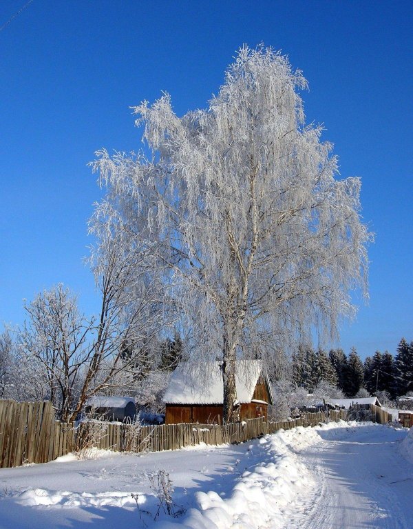 белая береза есенин