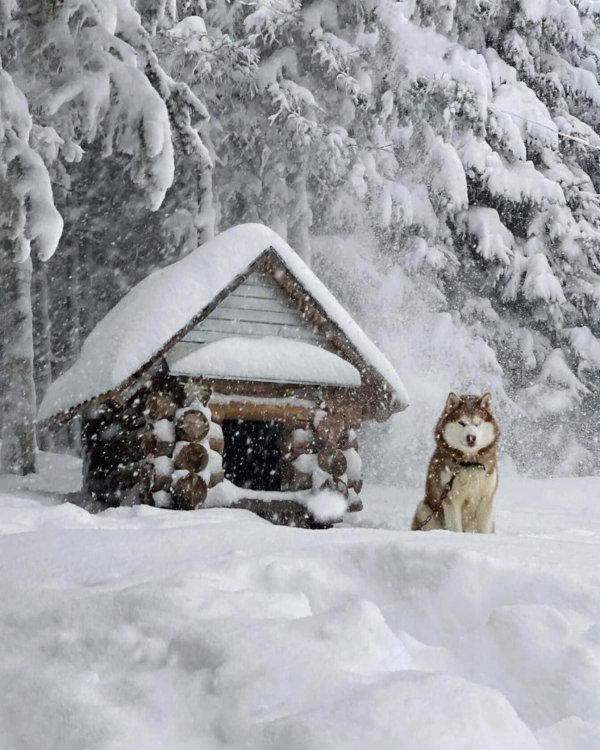 лесная избушка