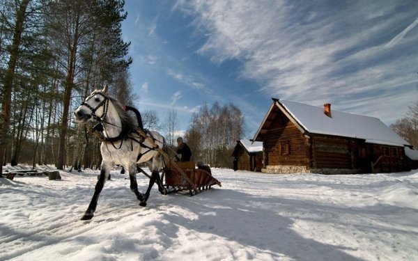 лошадь с санями