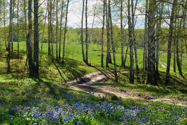 весенний лес