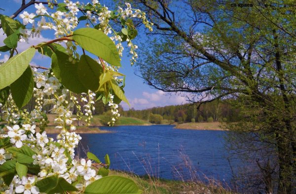 черёмуха душистая цветет