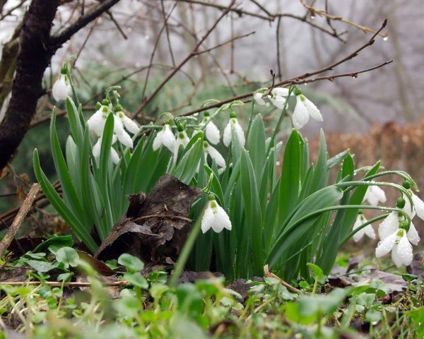 подснежники ландыши примулы