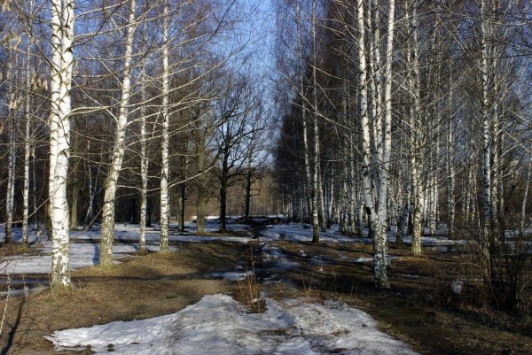 береза ранней весной