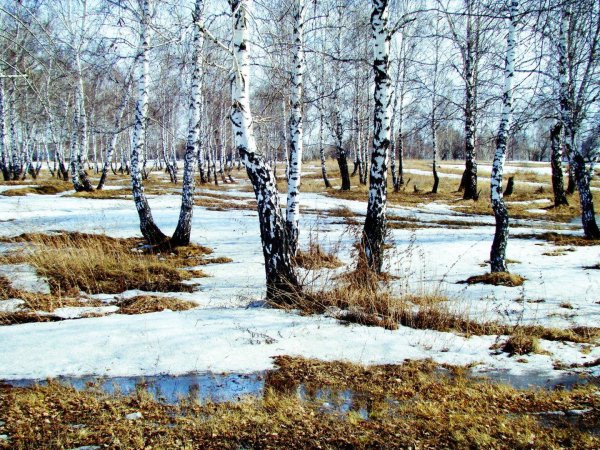 весенняя проталинка левитана