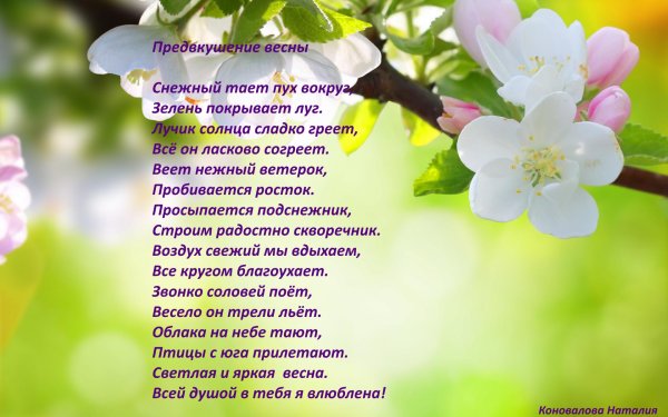 цветет яблоня