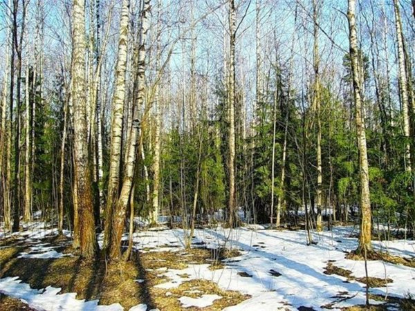 весенняя проталинка левитана