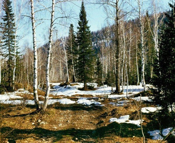 береза ранней весной