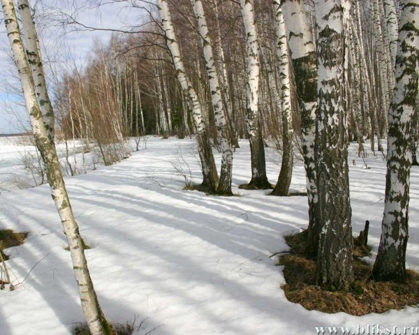 береза зима