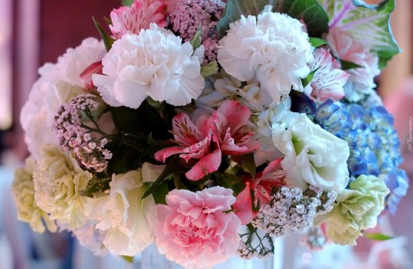 диантус и гортензия